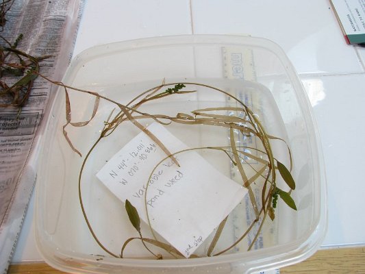 2-8ribbon-leaf_ pondweed seeds and leaves